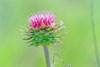 musk thistle