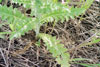 musk thistle