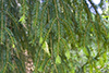 Norway spruce
