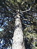 Norway spruce