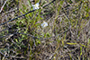 Nuttall’s evening primrose