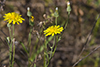 narrow-leaved hawk’s-beard