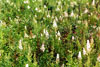 narrow-leaved meadowsweet