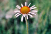 narrow-leaved purple coneflower