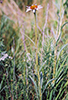 narrow-leaved purple coneflower