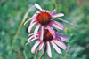 narrow-leaved purple coneflower