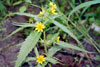 nodding bur marigold