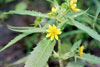 nodding bur marigold