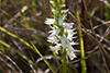nodding ladies’ tresses