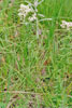northern bedstraw