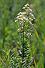 northern bedstraw