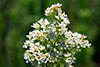 northern bedstraw