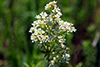 northern bedstraw