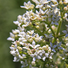 northern bedstraw