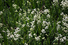 northern bedstraw