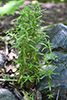 northern bedstraw
