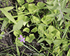 northern bog violet