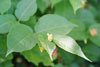 northern bush-honeysuckle