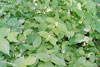northern bush-honeysuckle