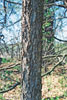 northern hackberry