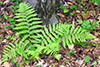 northern lady fern