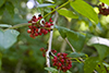 northern prickly ash