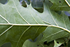 northern red oak