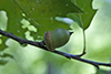 northern red oak