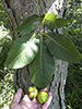 northern shagbark hickory