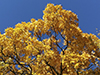 northern shagbark hickory