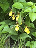 northern small yellow lady's slipper