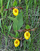 northern small yellow lady's slipper