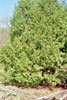 northern white cedar