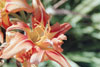 orange daylily