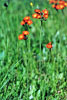 orange hawkweed