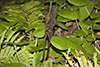 ostrich fern