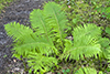 ostrich fern