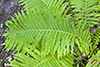 ostrich fern