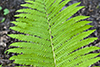 ostrich fern