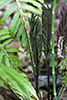 ostrich fern