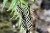 ostrich fern
