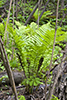 ostrich fern