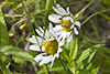 oxeye daisy