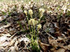 Pennsylvania sedge