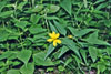 paleleaf woodland sunflower