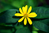 paleleaf woodland sunflower