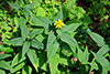 paleleaf woodland sunflower