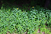 paleleaf woodland sunflower