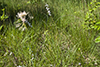 palespike lobelia (var. spicata)
