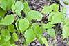 paper birch